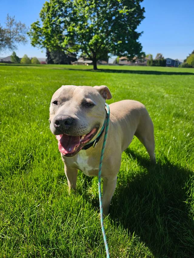 Dozer, a happy dog standing on clean green grass on a sunny Tri-Cities day
